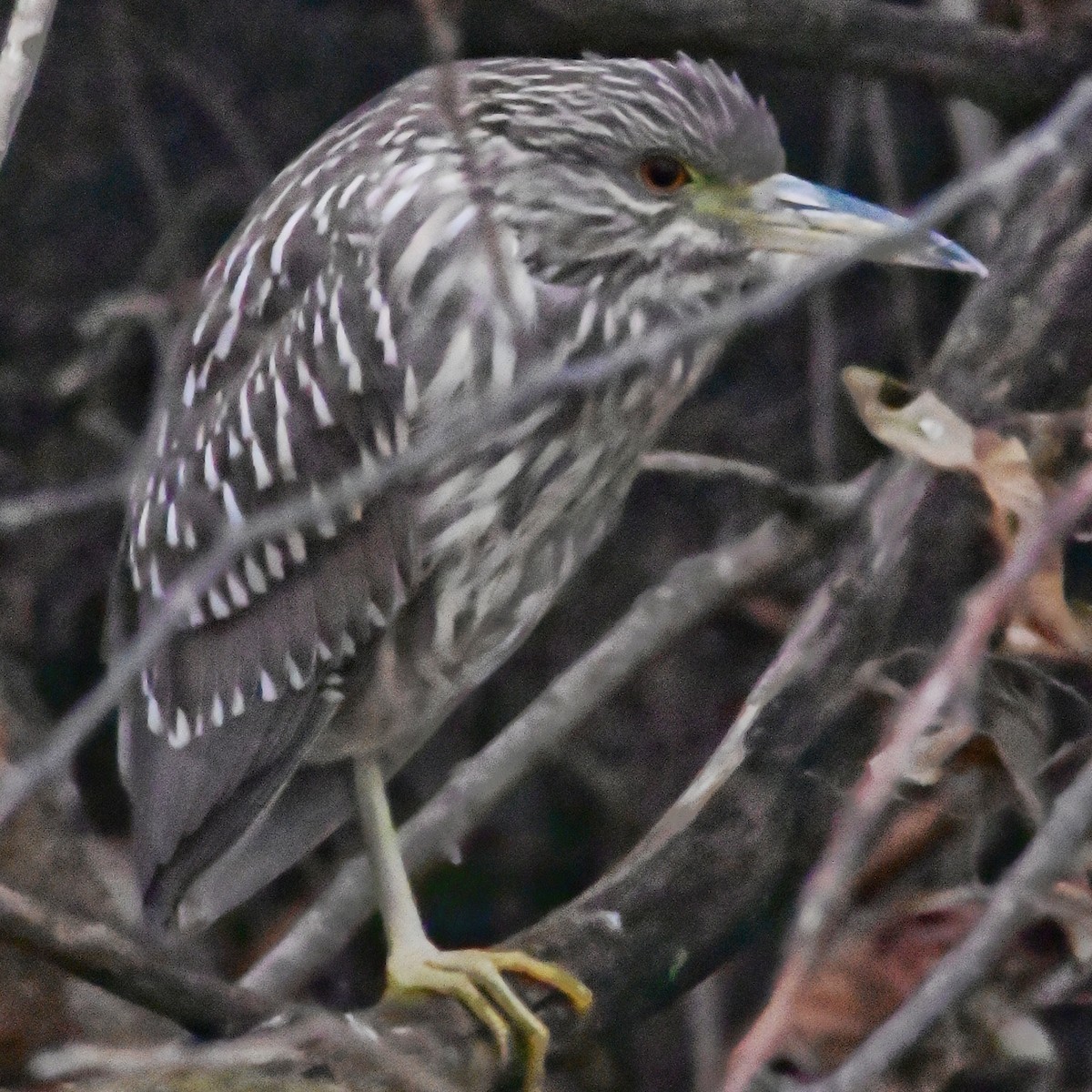 Black-crowned Night Heron - ML646145262
