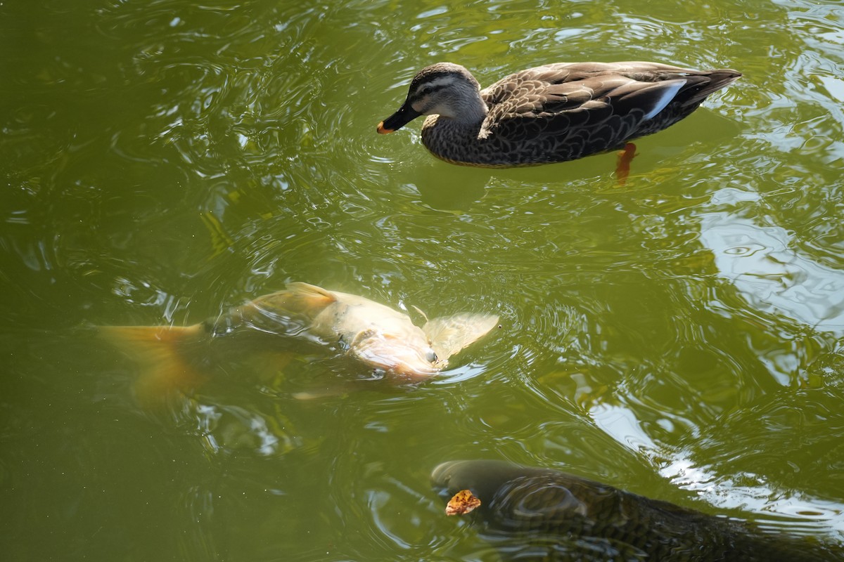 Eastern Spot-billed Duck - ML646145264