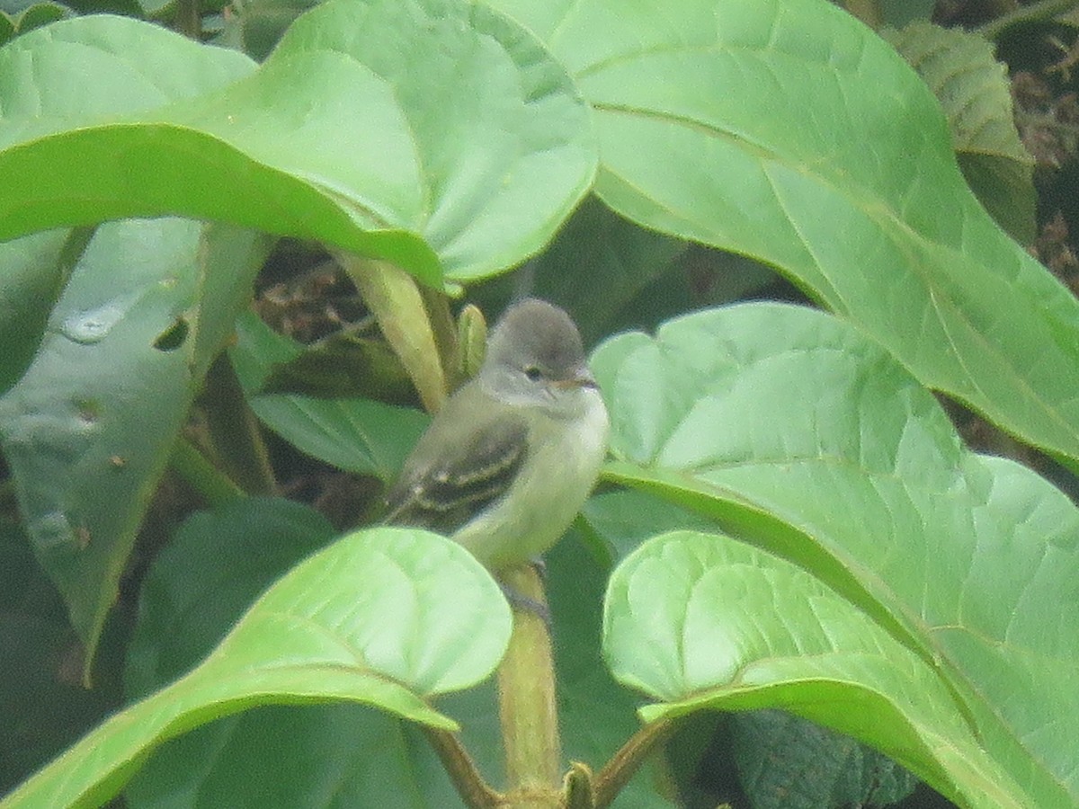 Southern Beardless-Tyrannulet - ML646145265