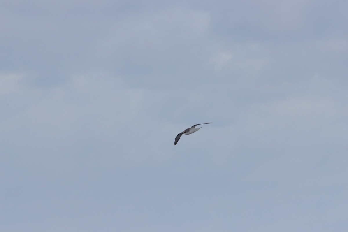 Cook's Petrel - ML646145266