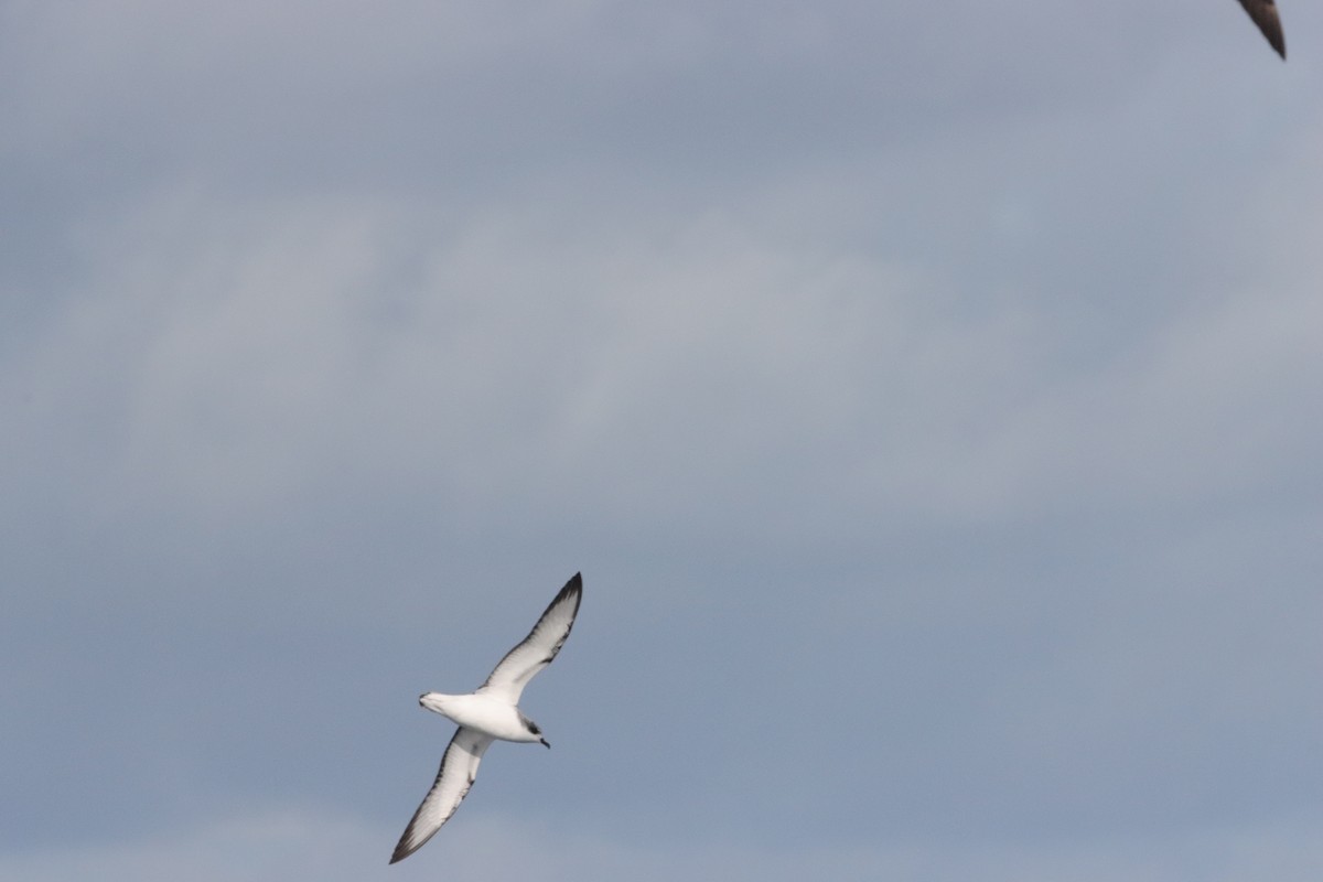 Cook's Petrel - ML646145267