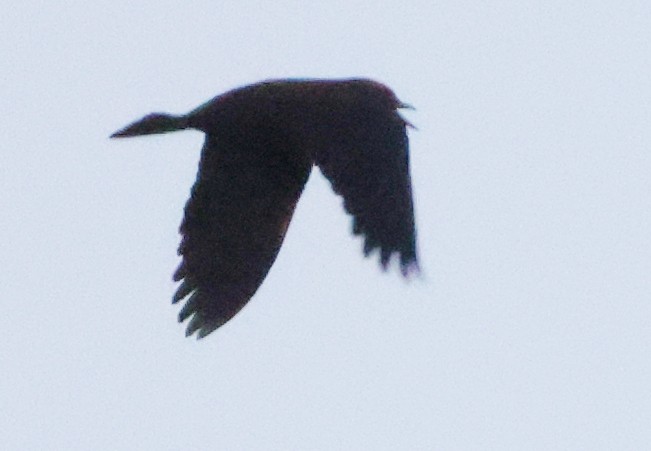 Rusty Blackbird - ML646145268