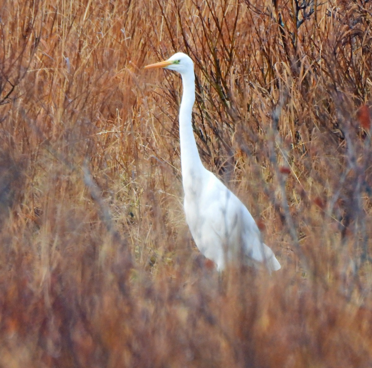 Чапля велика - ML646145271
