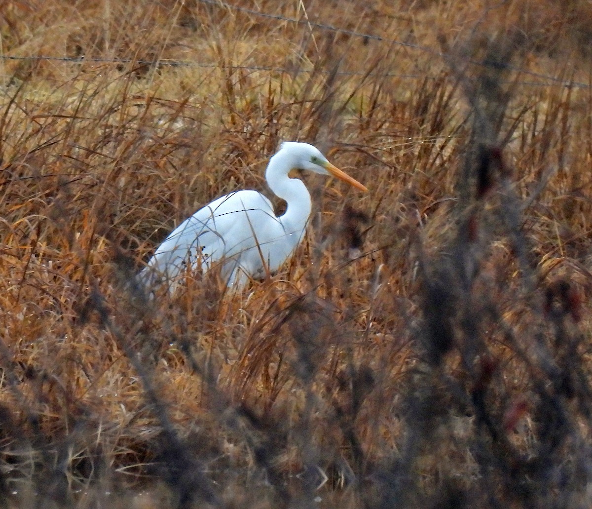 Чапля велика - ML646145272