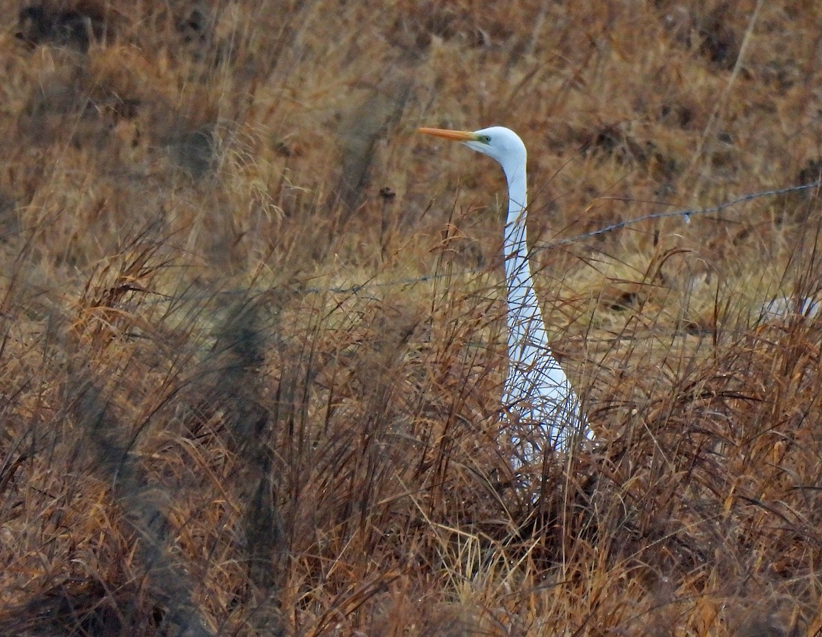 Чапля велика - ML646145273
