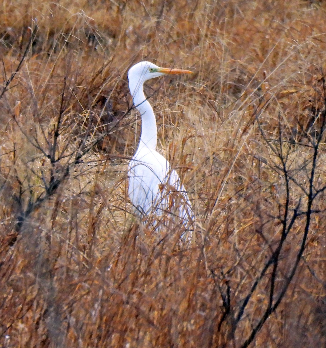 Чапля велика - ML646145274