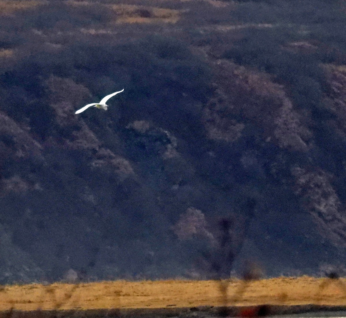 Чапля велика - ML646145275