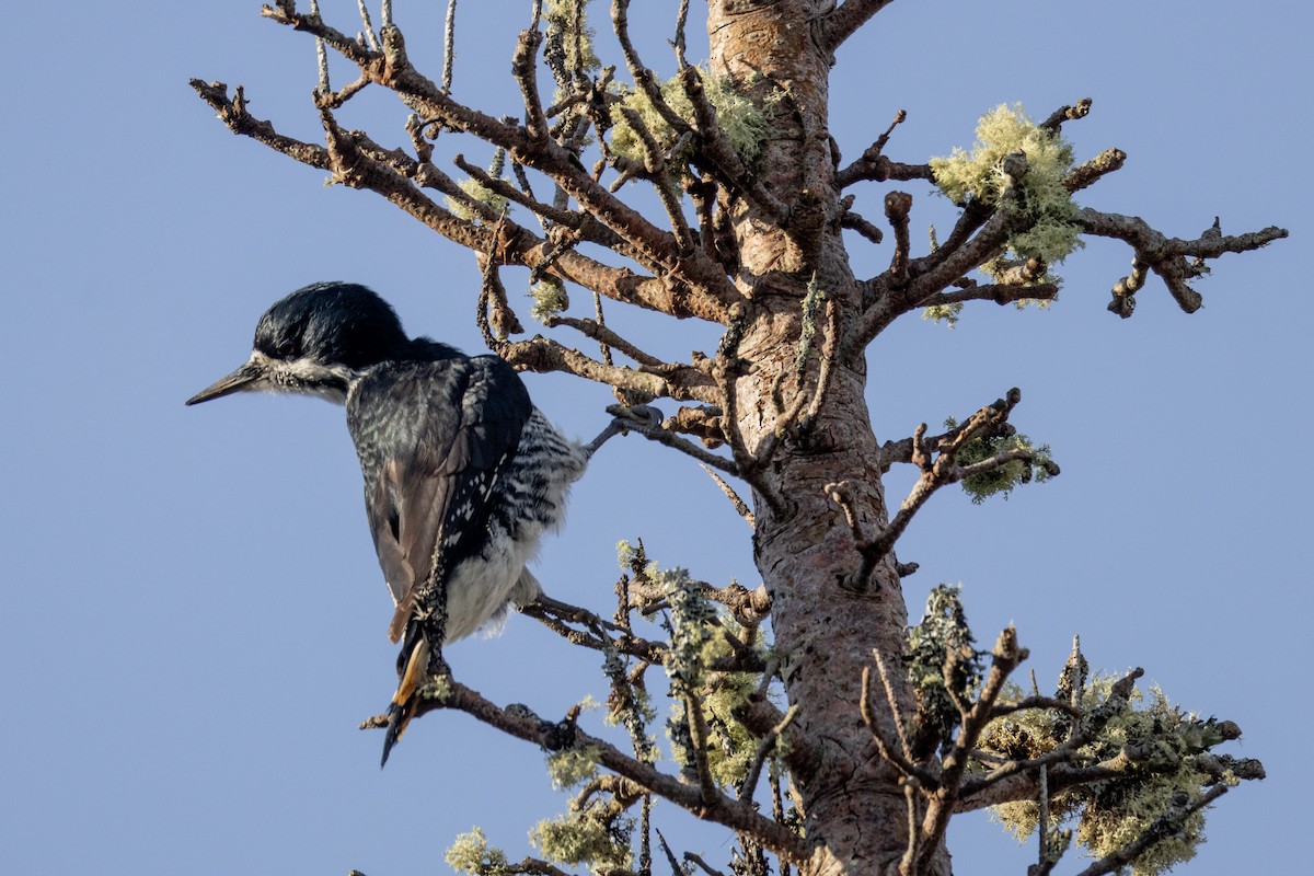 Black-backed Woodpecker - ML646145276