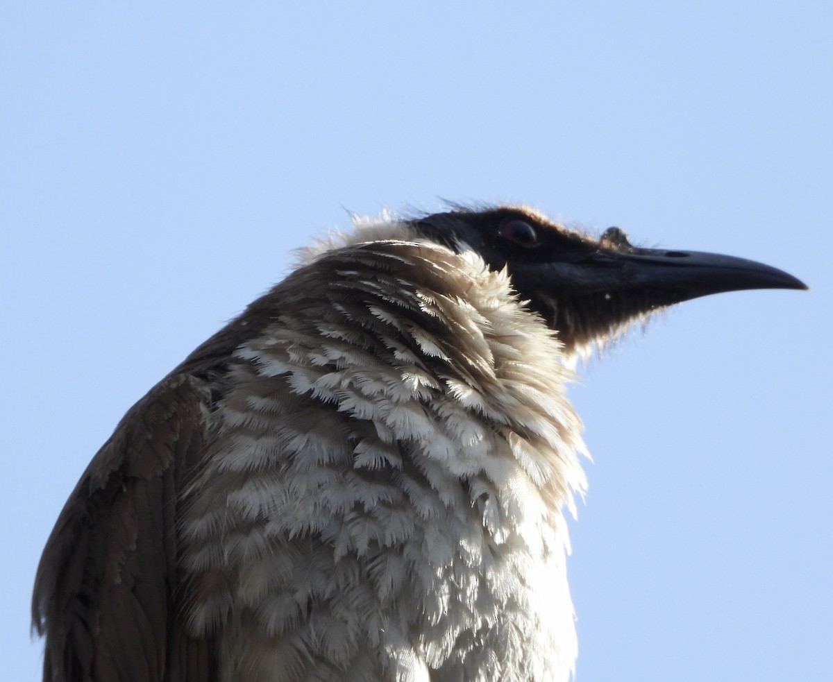 Noisy Friarbird - ML646145277