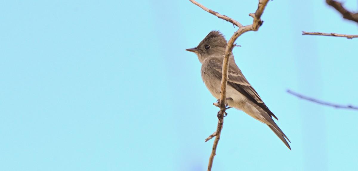 Western Wood-Pewee - ML646145281