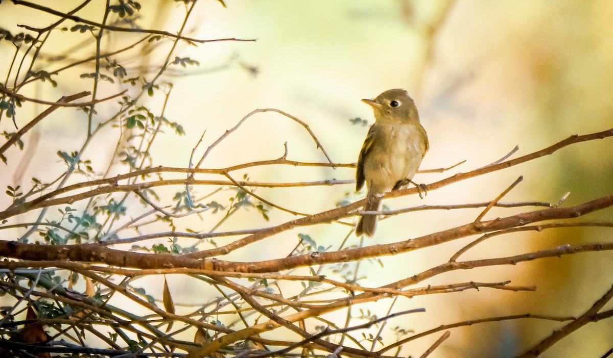 Western Wood-Pewee - ML646145283