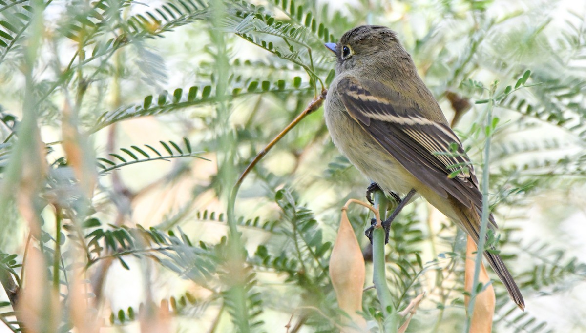 Western Wood-Pewee - ML646145284
