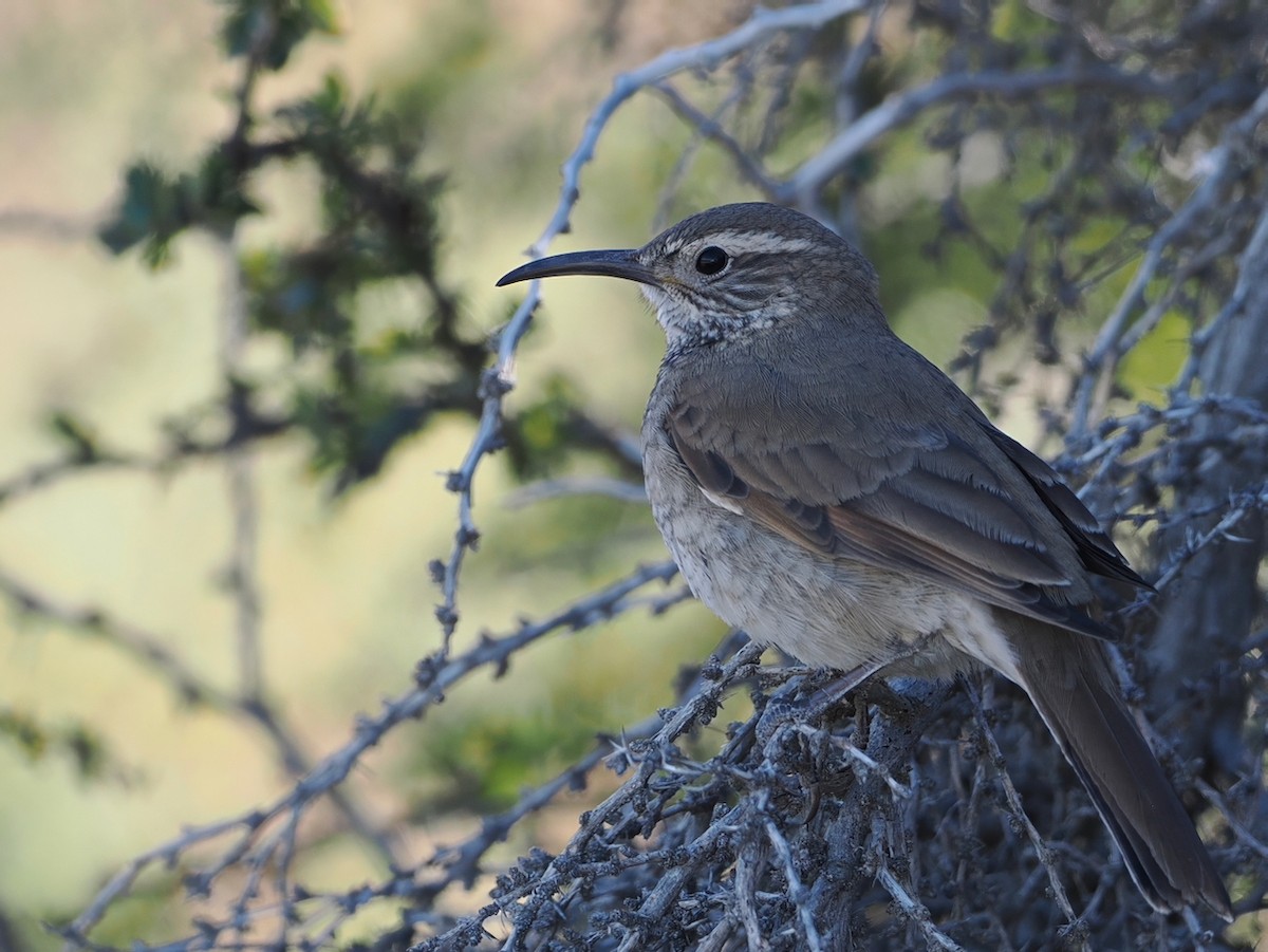Scale-throated Earthcreeper - ML646145287