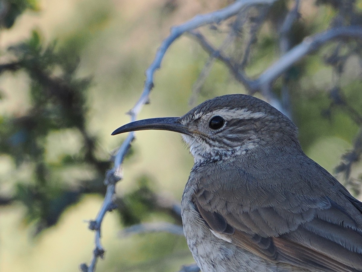 Scale-throated Earthcreeper - ML646145288