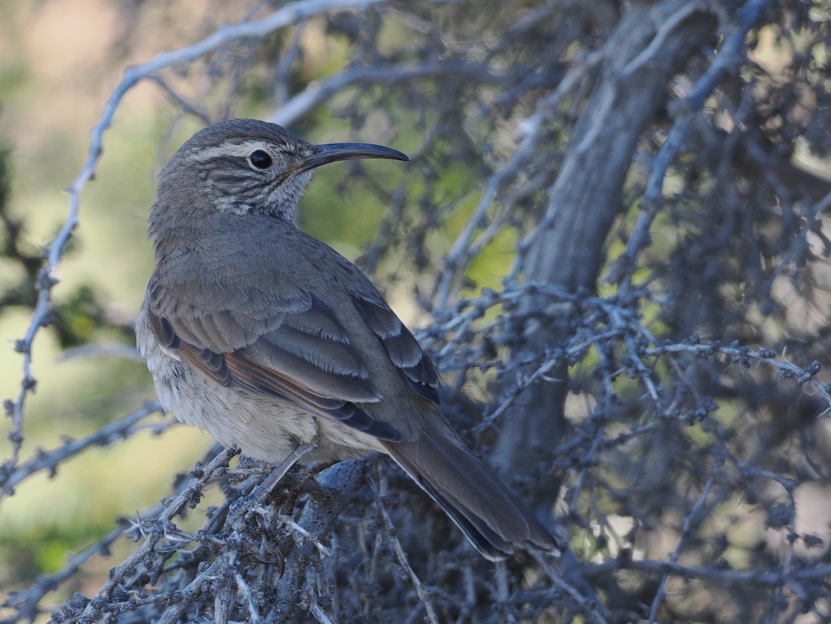 Scale-throated Earthcreeper - ML646145289