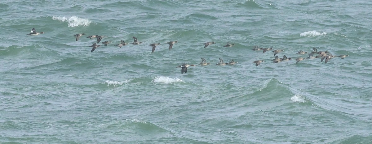 Red-breasted Merganser - ML646145291