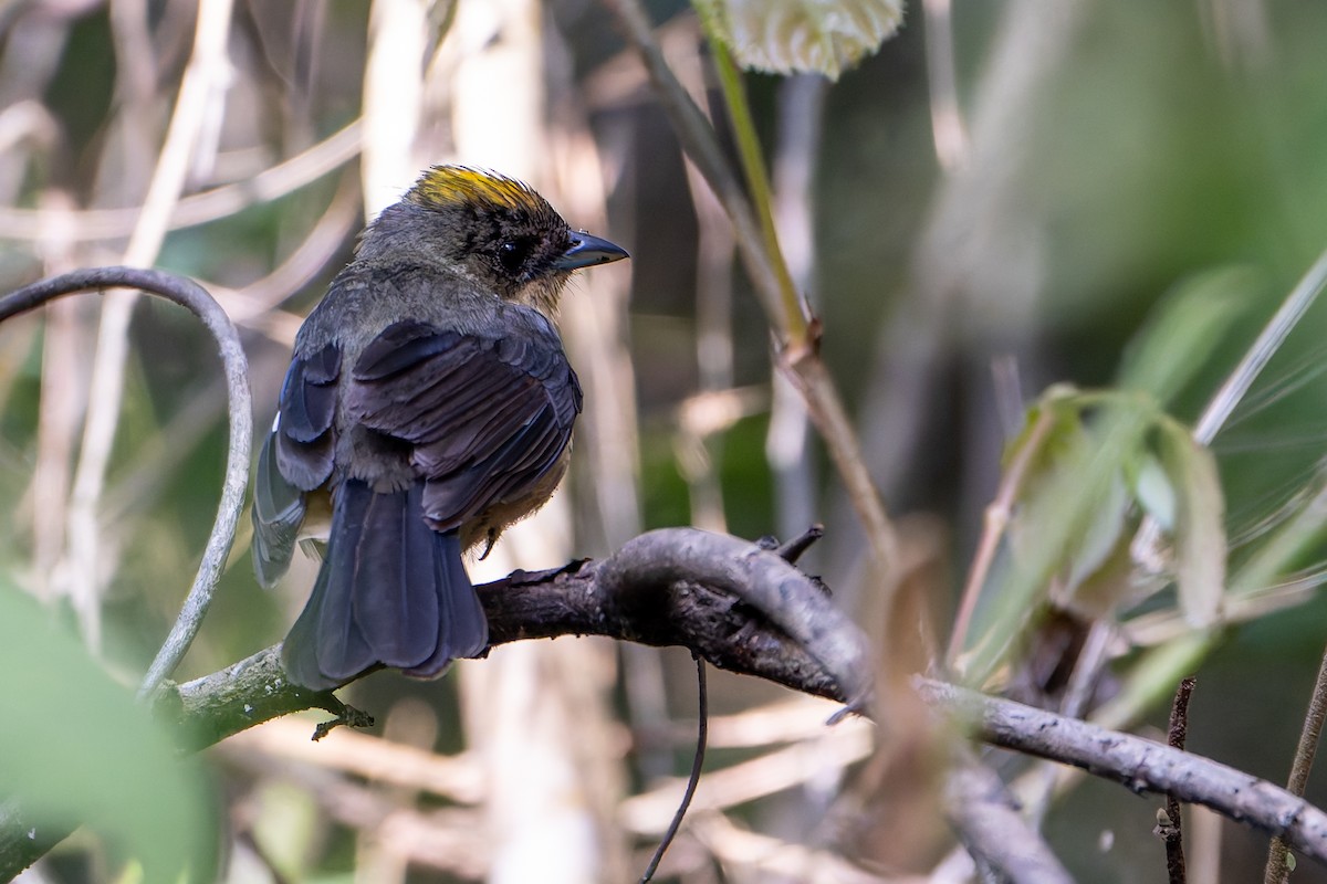 Black-goggled Tanager - ML646145294