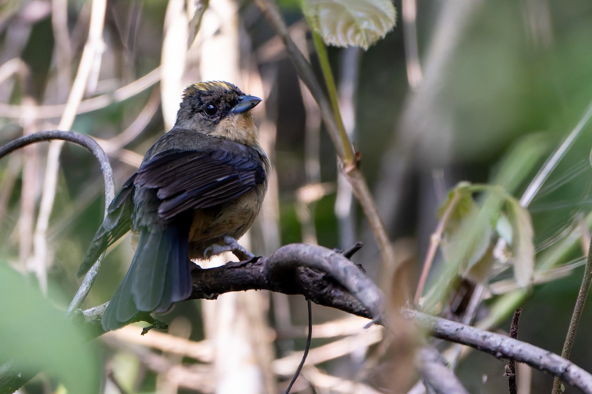 Black-goggled Tanager - ML646145295