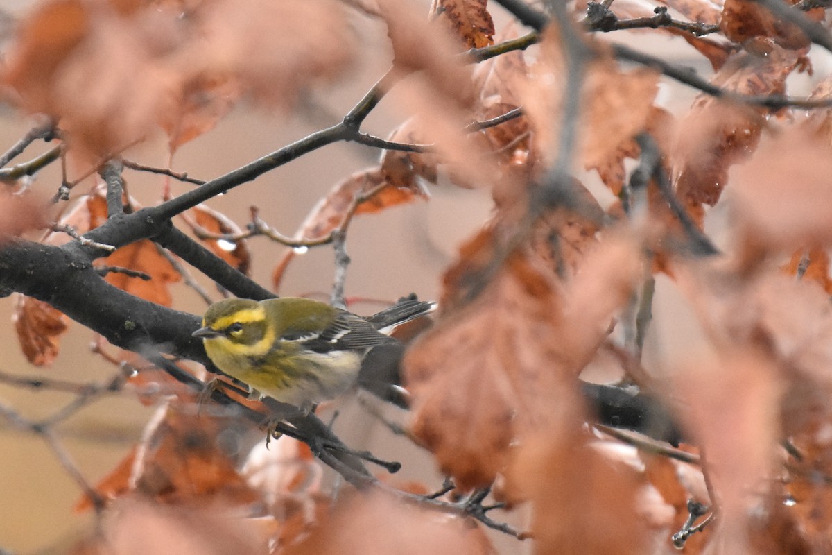 Townsend's Warbler - ML646145297