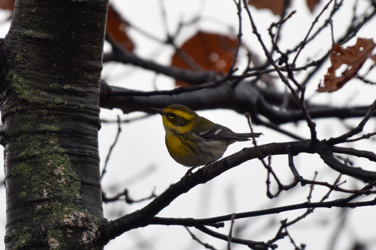 Townsend's Warbler - ML646145298