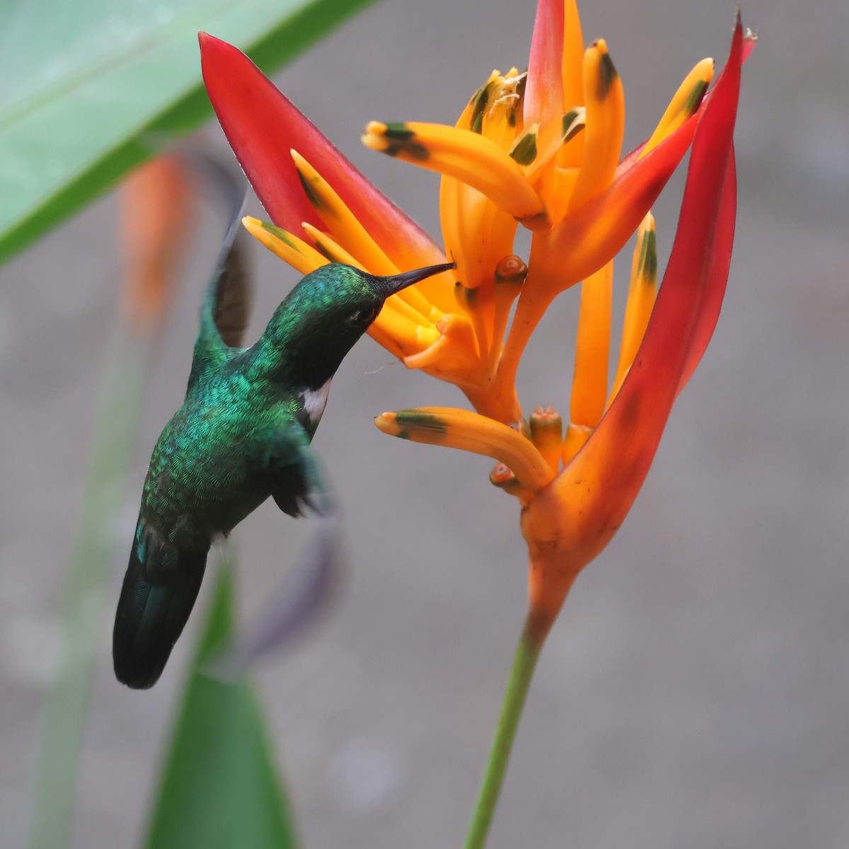 White-throated Daggerbill - ML646145305