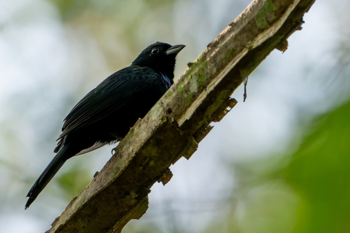 Ruby-crowned Tanager - ML646145306