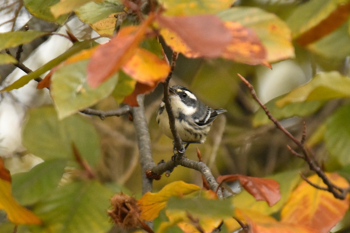 Black-throated Gray Warbler - ML646145321