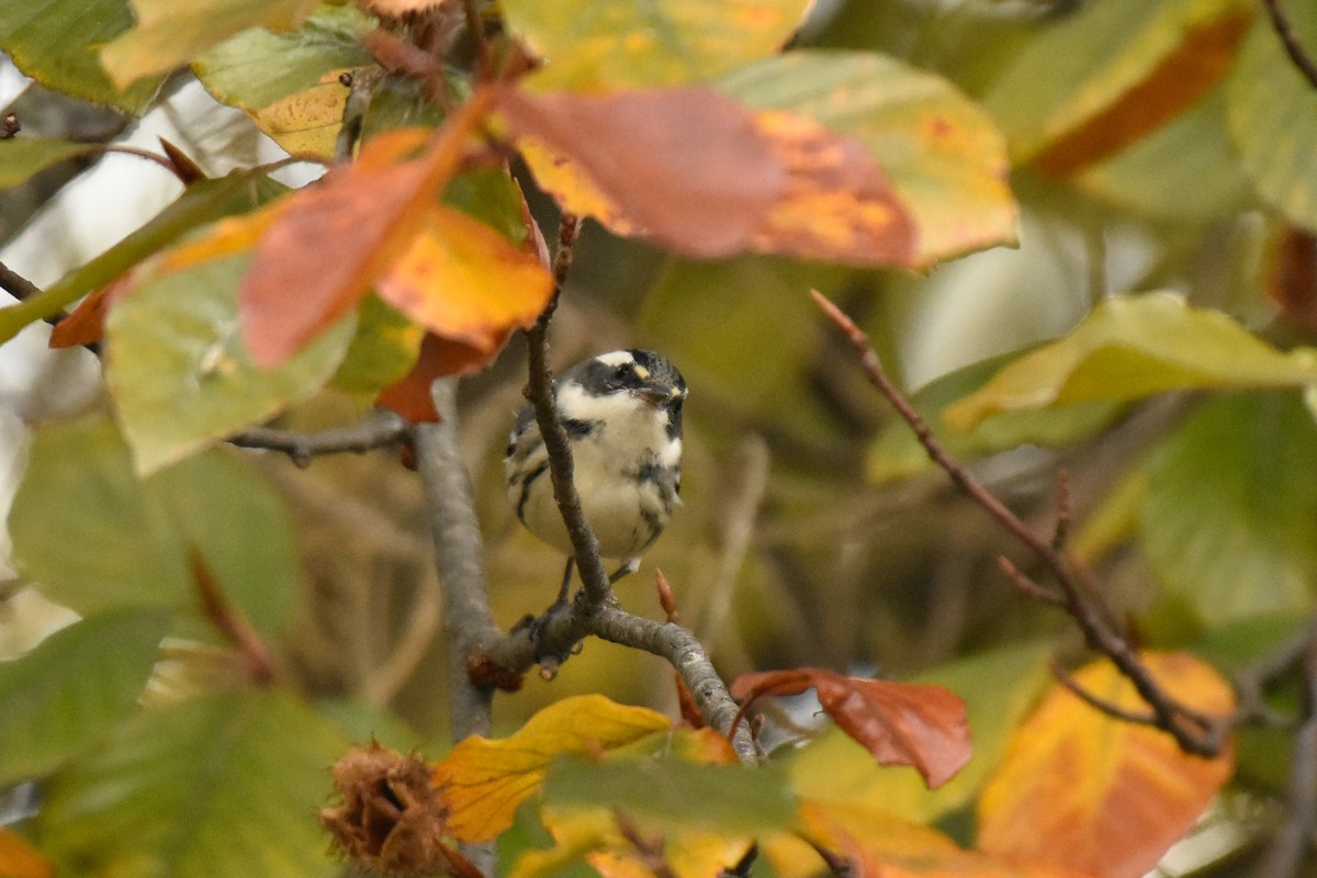 Black-throated Gray Warbler - ML646145322