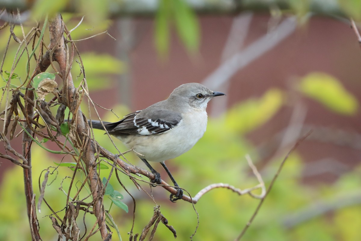 Northern Mockingbird - ML646145354