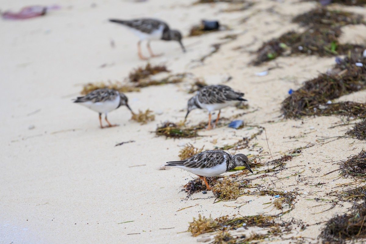 Ruddy Turnstone - ML646145356