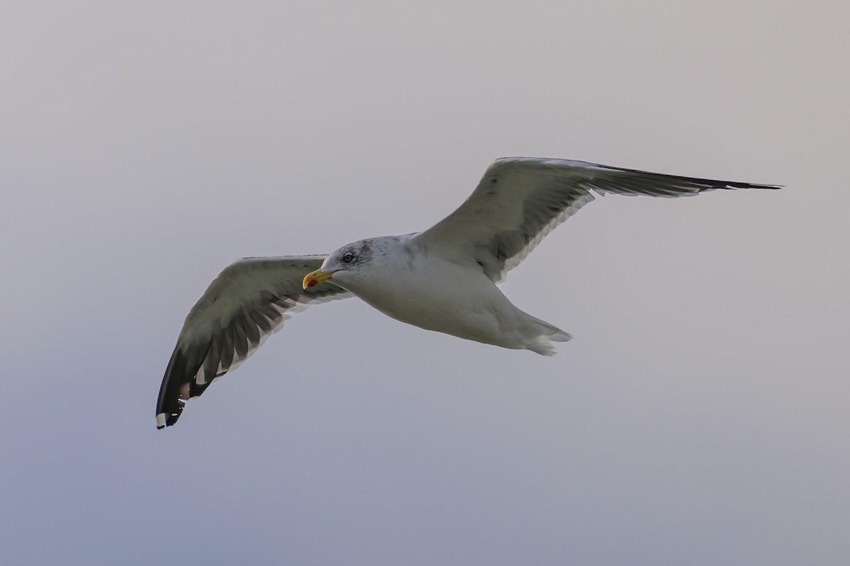 Lesser Black-backed Gull - ML646145359