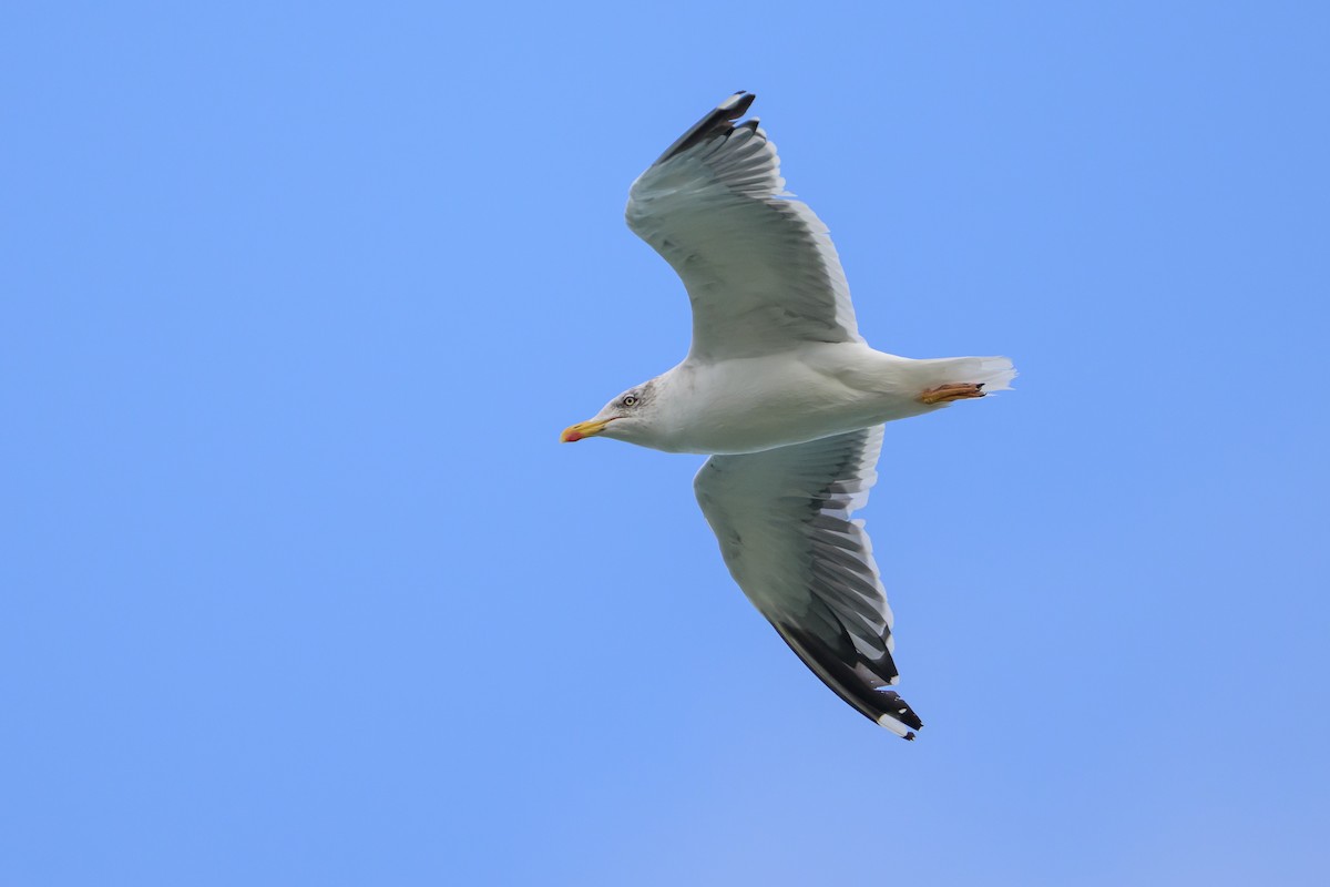 Lesser Black-backed Gull - ML646145360