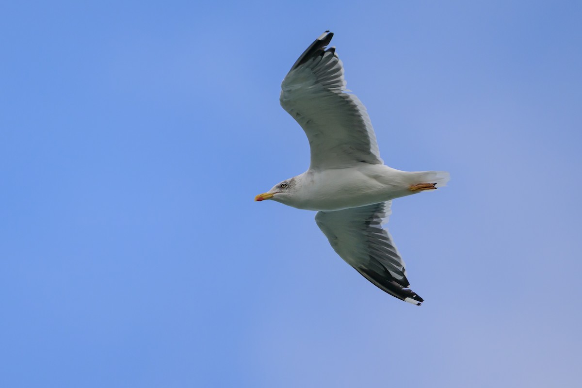 Lesser Black-backed Gull - ML646145361