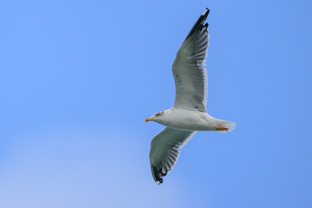 Lesser Black-backed Gull - ML646145362