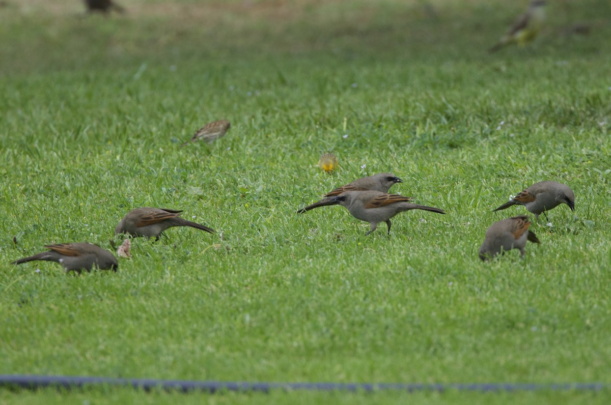 Grayish Baywing - ML646145367