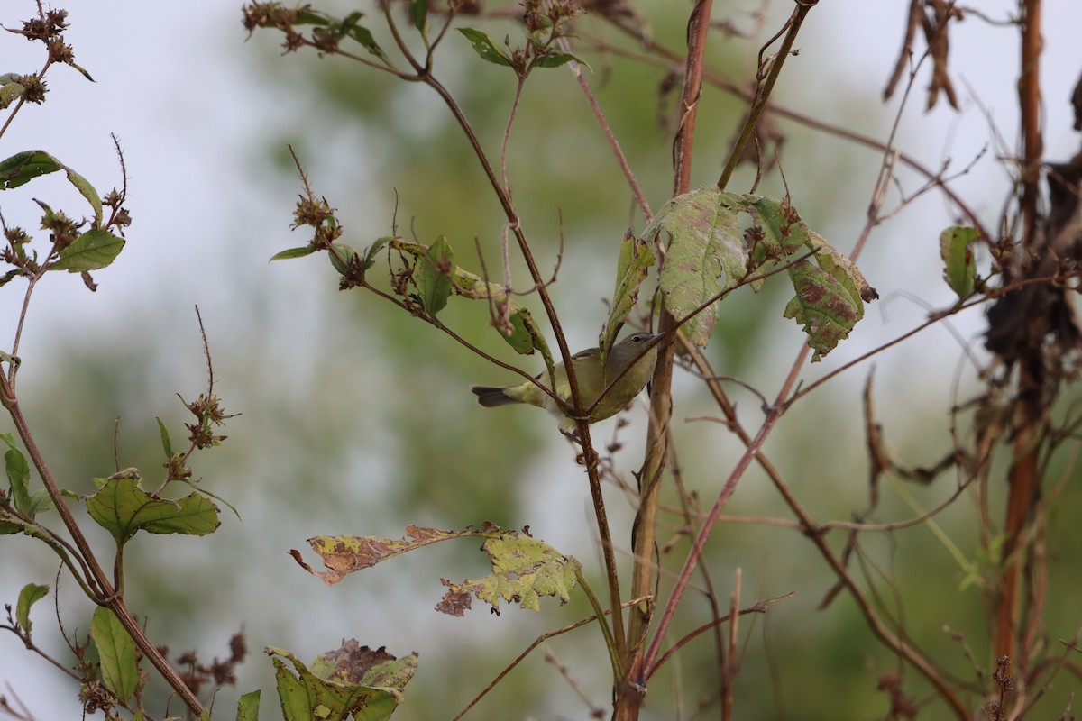 Orange-crowned Warbler - ML646145370
