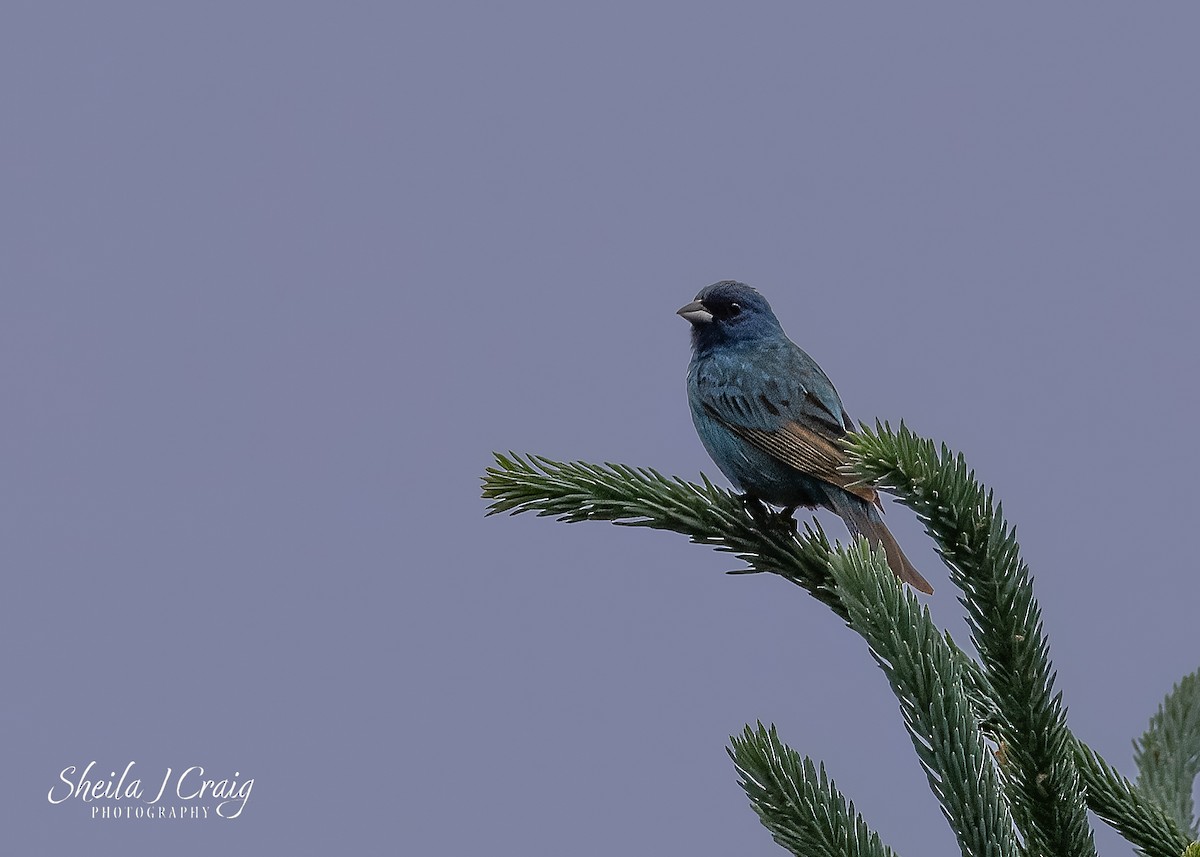 Indigo Bunting - ML646145371