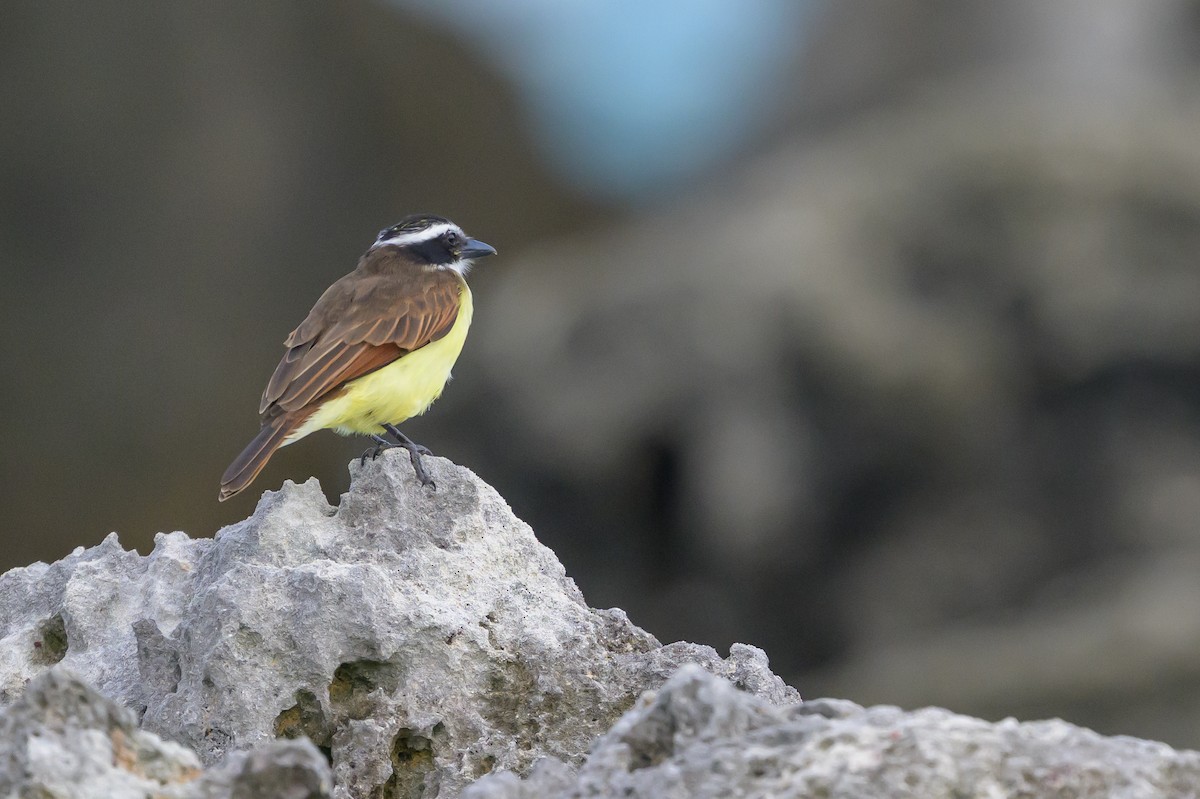 Great Kiskadee - ML646145372