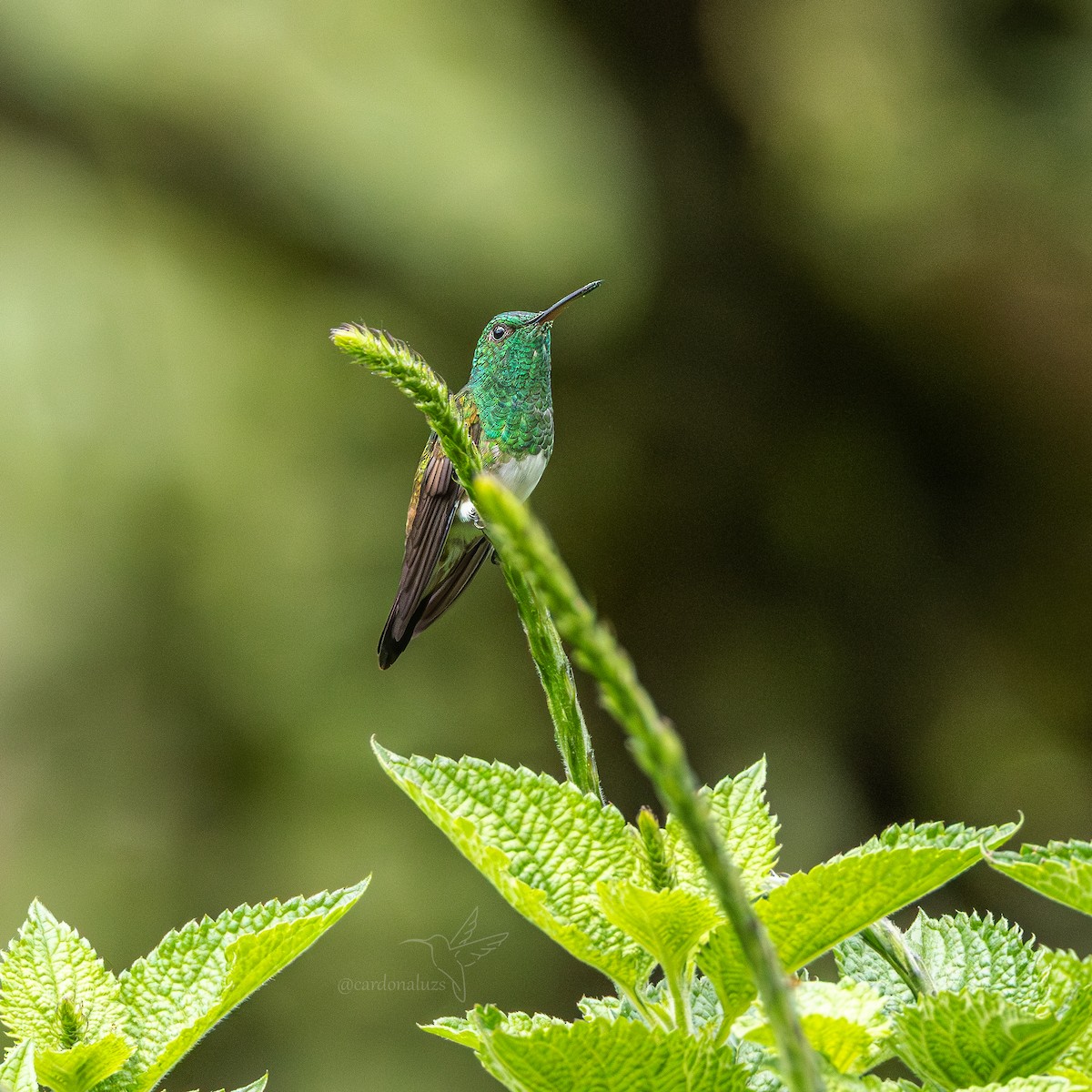 Snowy-bellied Hummingbird - ML646145373