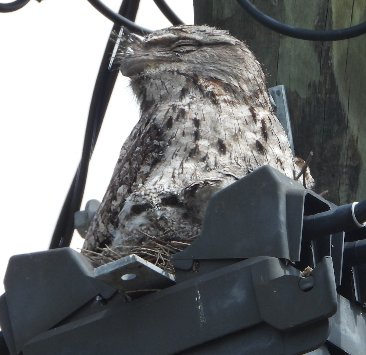 Tawny Frogmouth - ML646145375