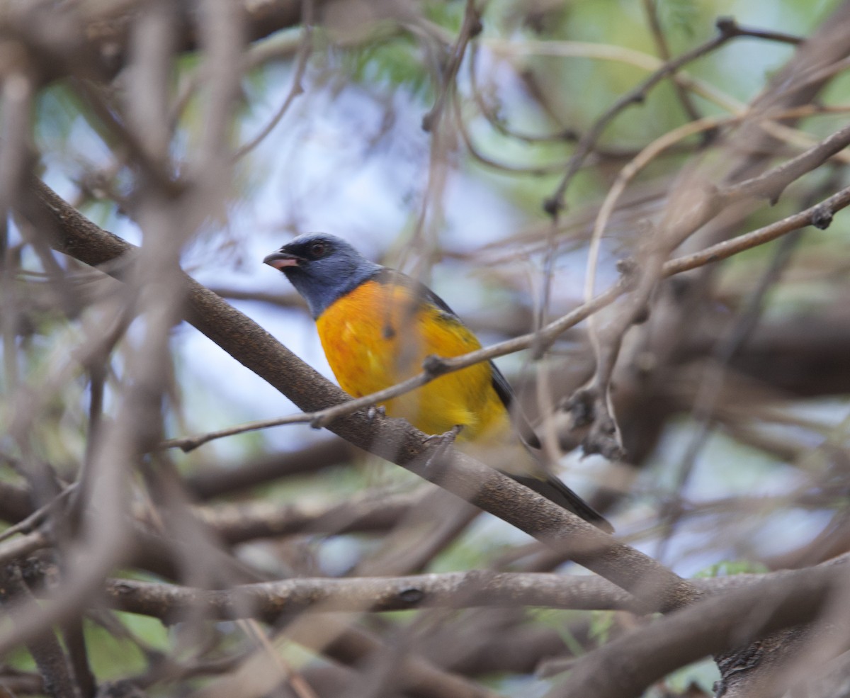 Blue-and-yellow Tanager - ML646145378
