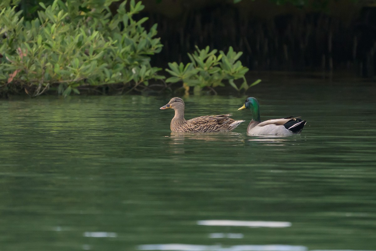 Mallard - ML646145379