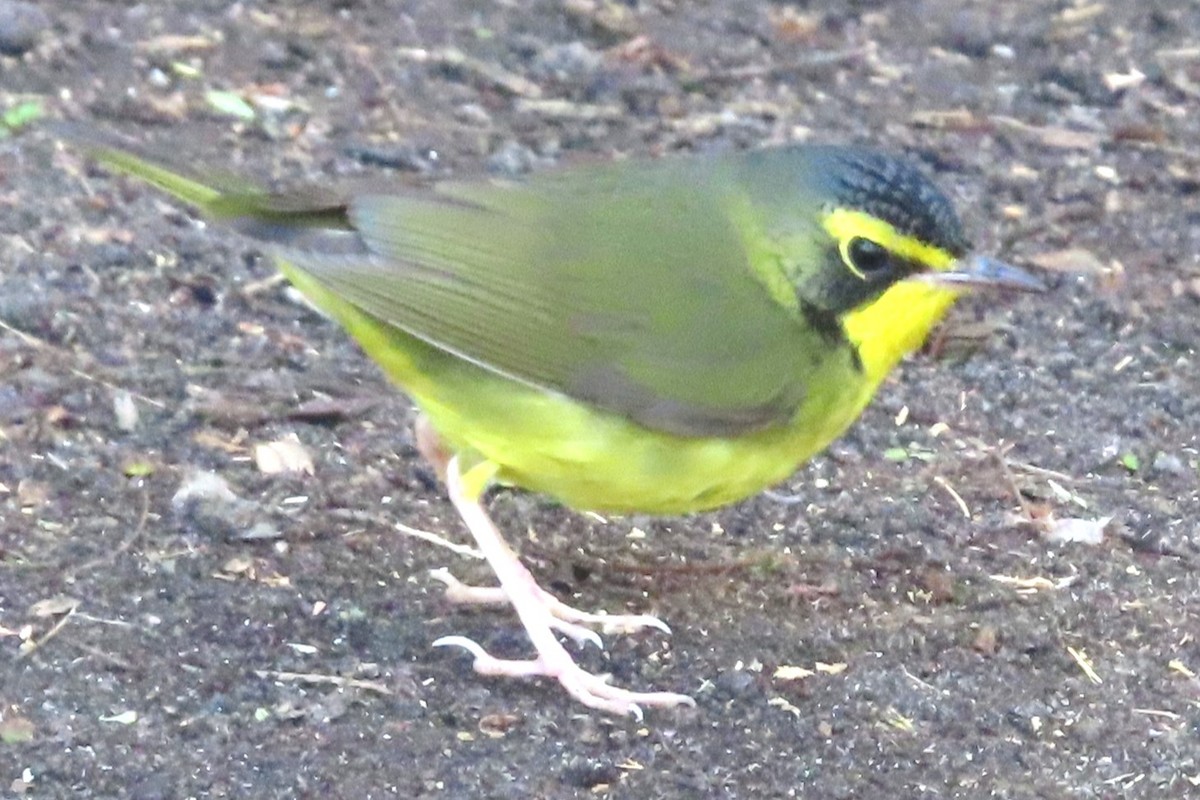 Kentucky Warbler - ML646145382
