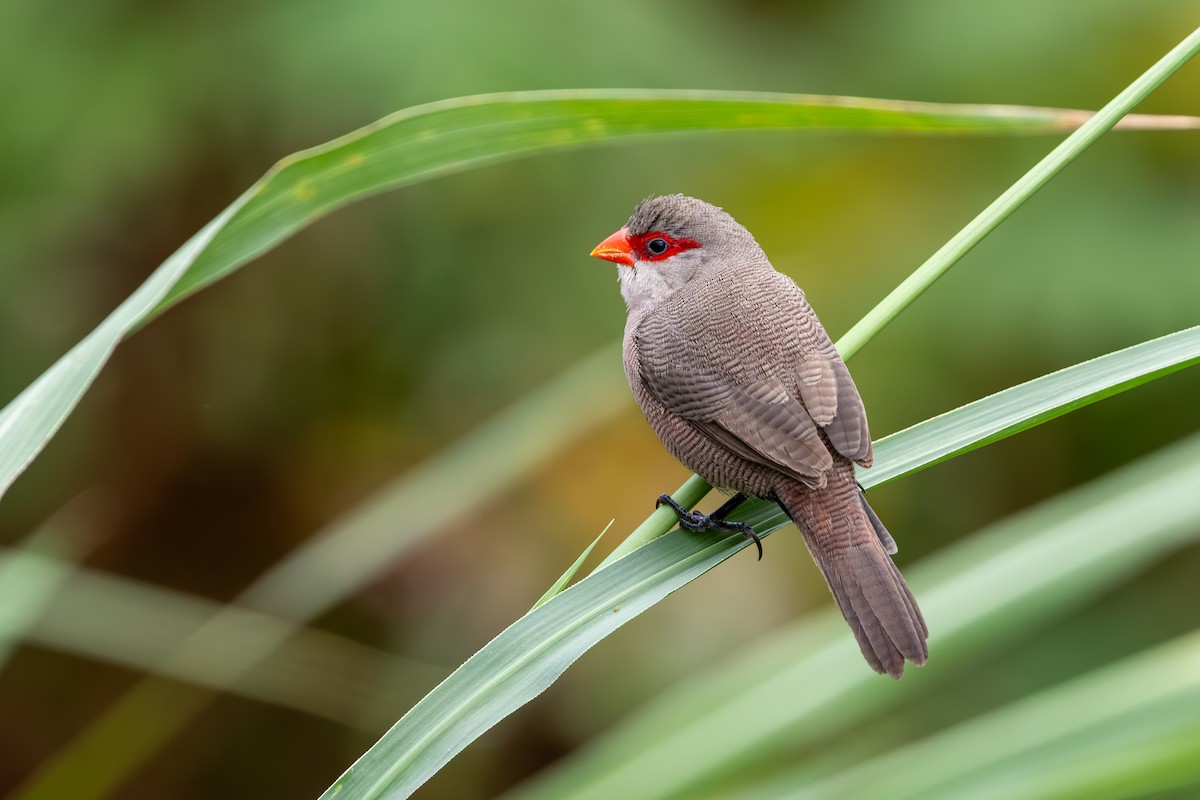 Common Waxbill - ML646145383