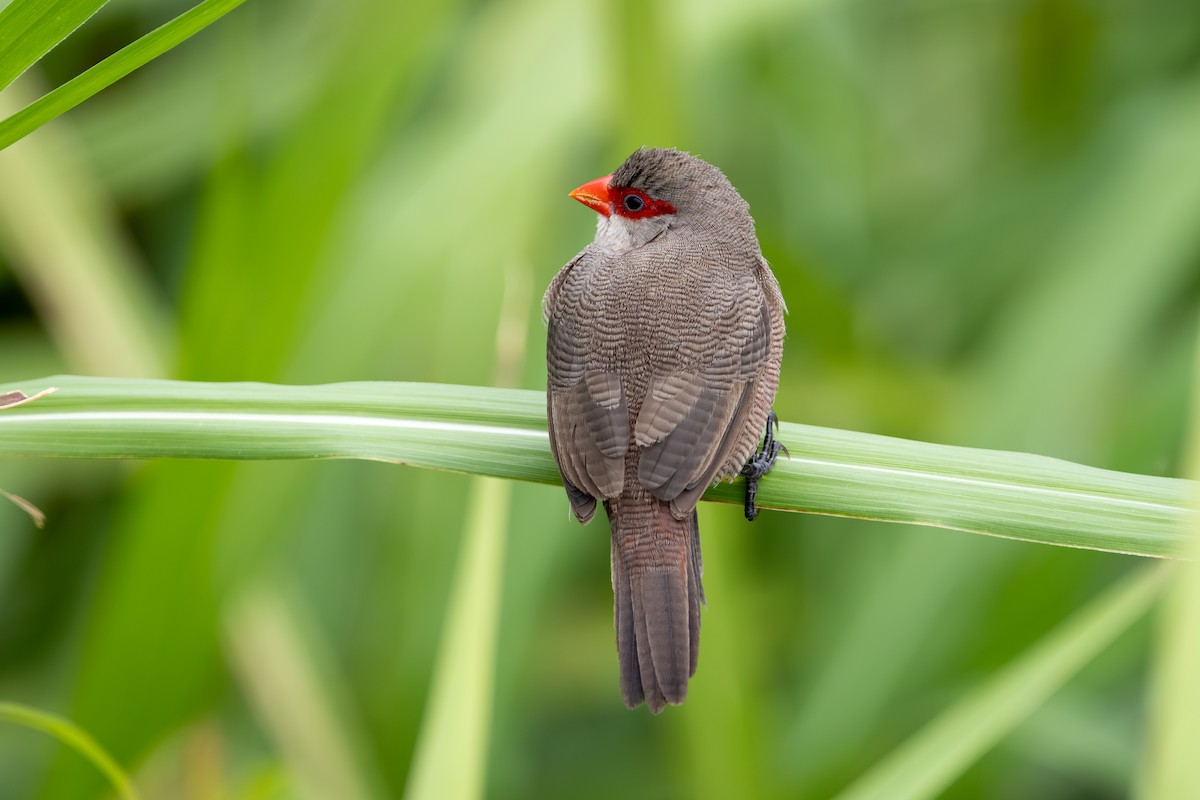 Common Waxbill - ML646145384
