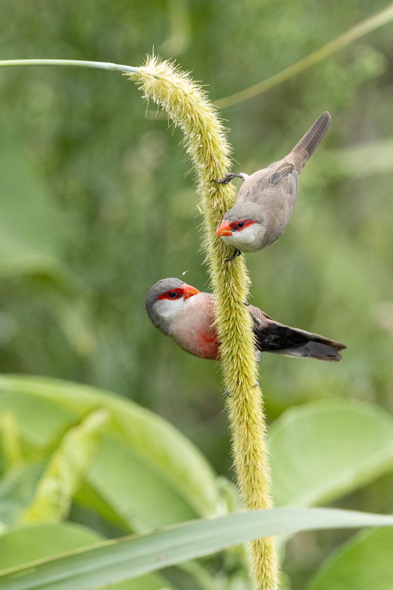 Common Waxbill - ML646145385