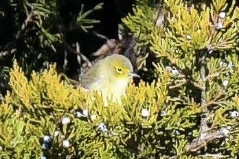 Pine Warbler - ML646145397
