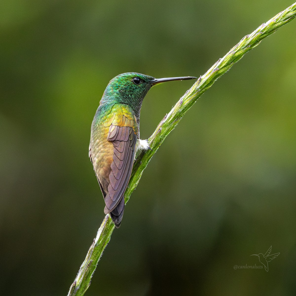 Snowy-bellied Hummingbird - ML646145398