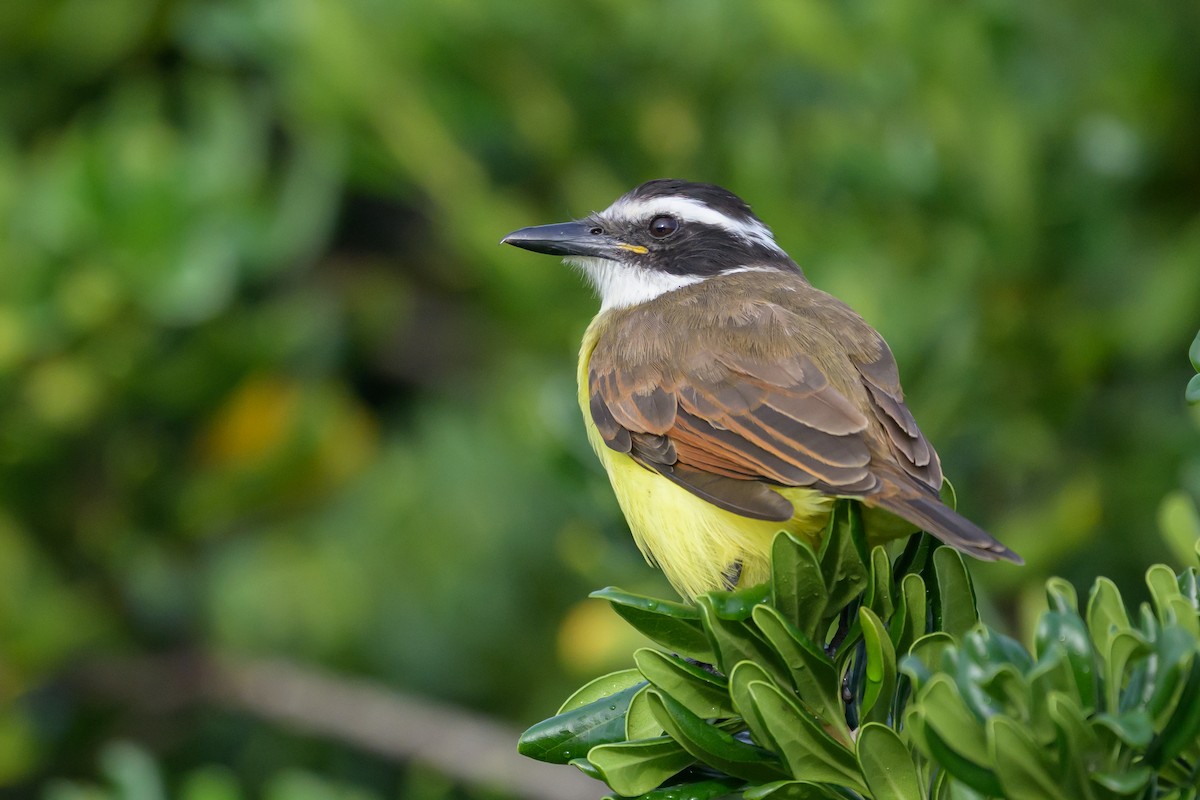 Great Kiskadee - ML646145399