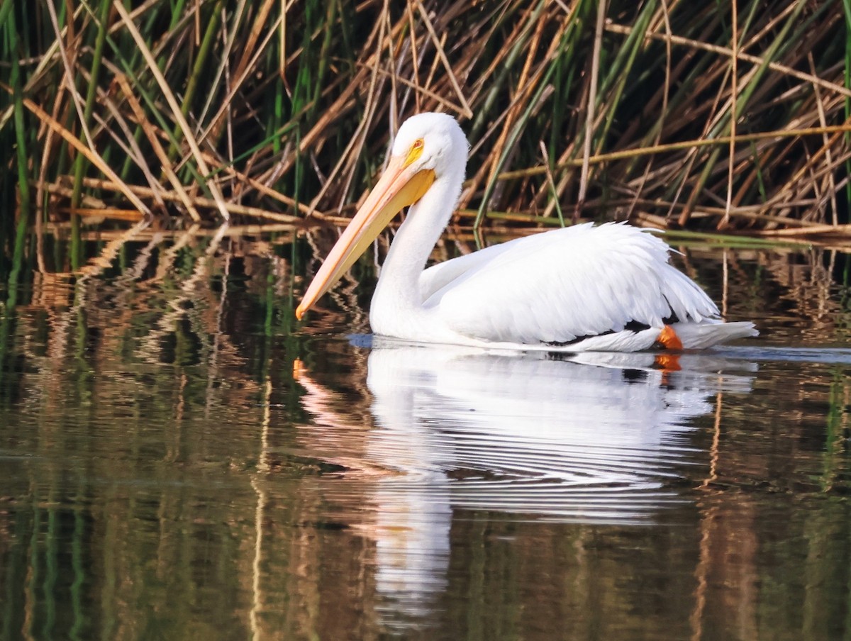 American White Pelican - ML646145400